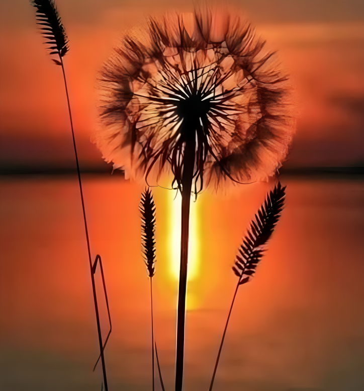 A dandelion is shown in front of the setting sun.